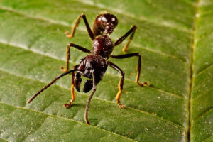 Specific Antibiotic-Secreting Ants Can Restrain At Least 14 Crop Diseases