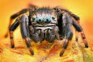 Tiny Depth Sensor Developed By Researchers Motivated By Spider Eyes