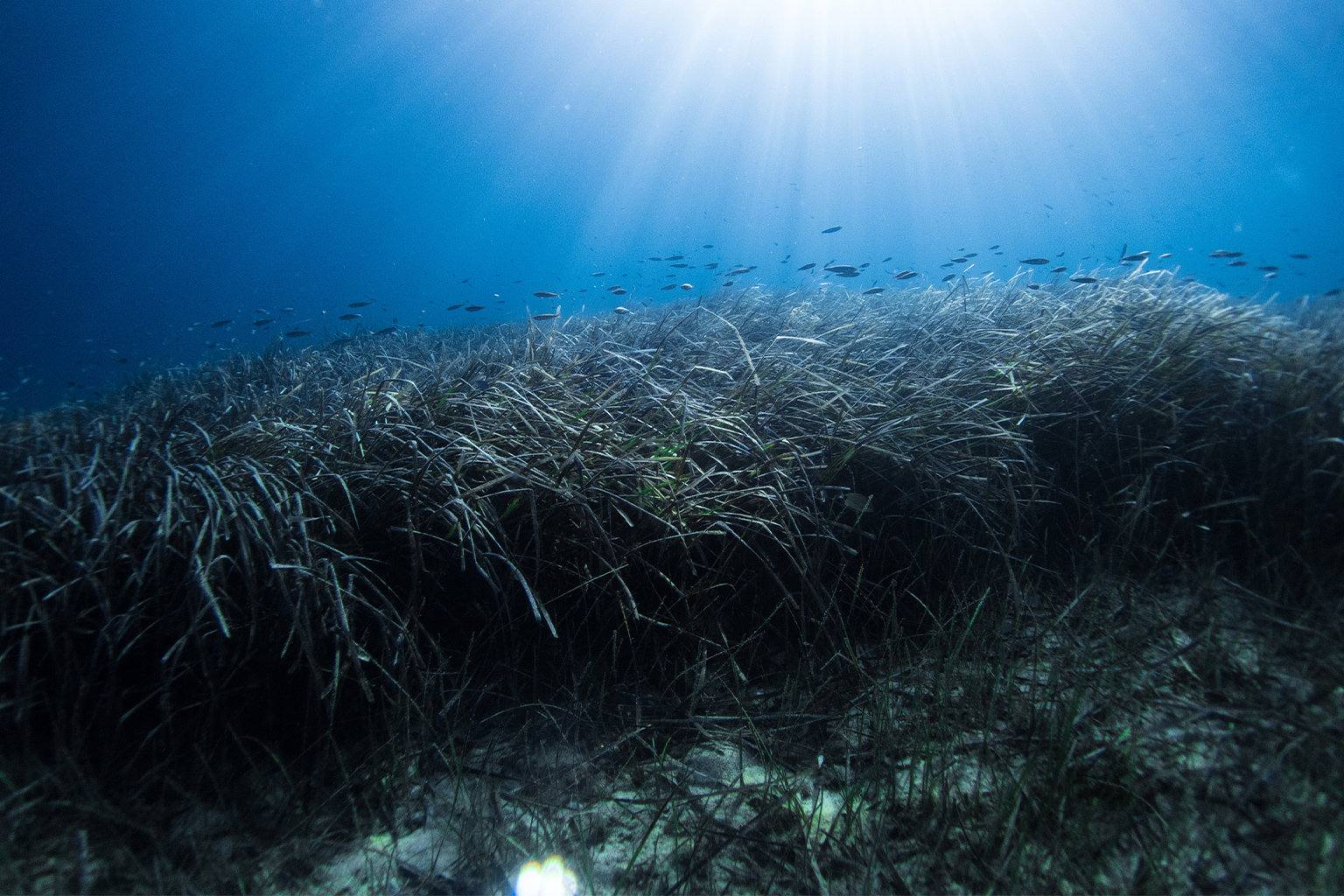 Researchers identify sunscreen chemicals in Mediterranean seagrass