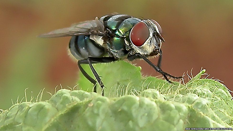 The study found that flies use the shifting odors around them as a navigational aid